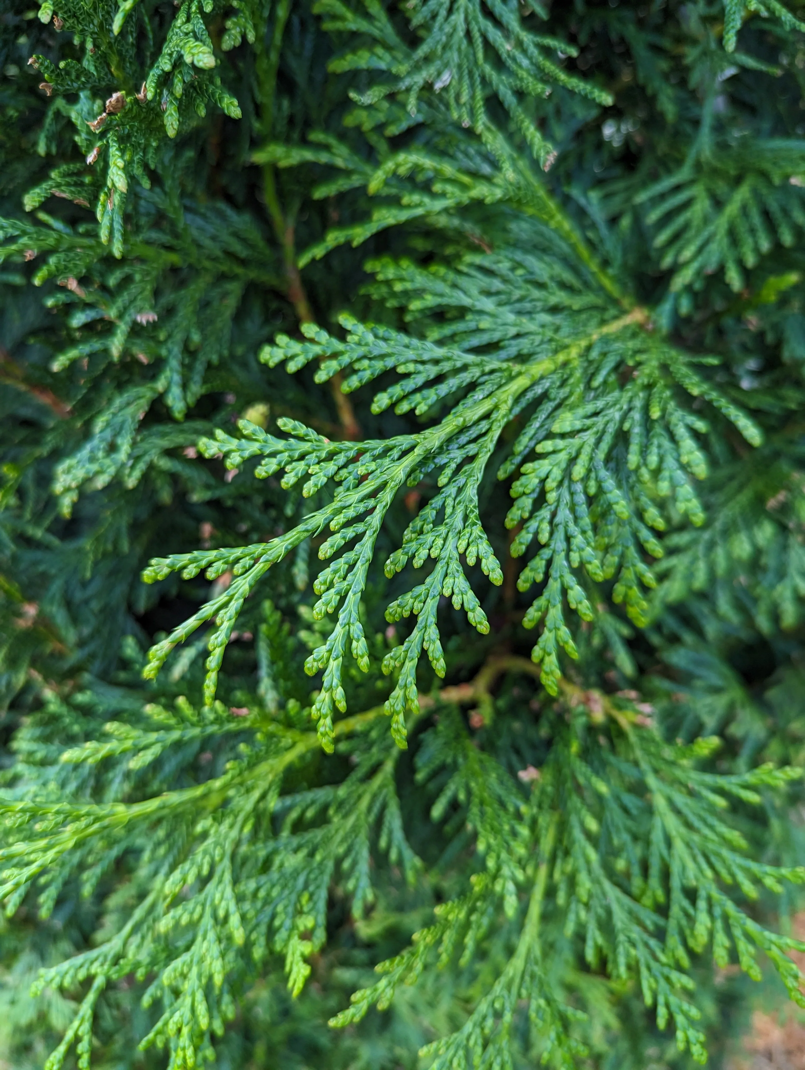 Thuja Hedging